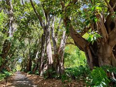 -墨尔本皇家植物园