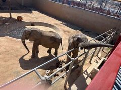 -西霞口神雕山野生动物世界