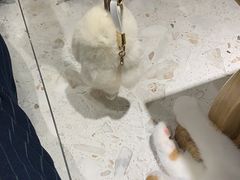 -飞行喵MR PILOT|猫舍·猫咖(静安大融城店)