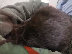 -纳吉亚猫专科动物医院(康都外科中心)