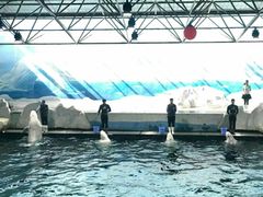 -秦皇岛乐岛海洋王国