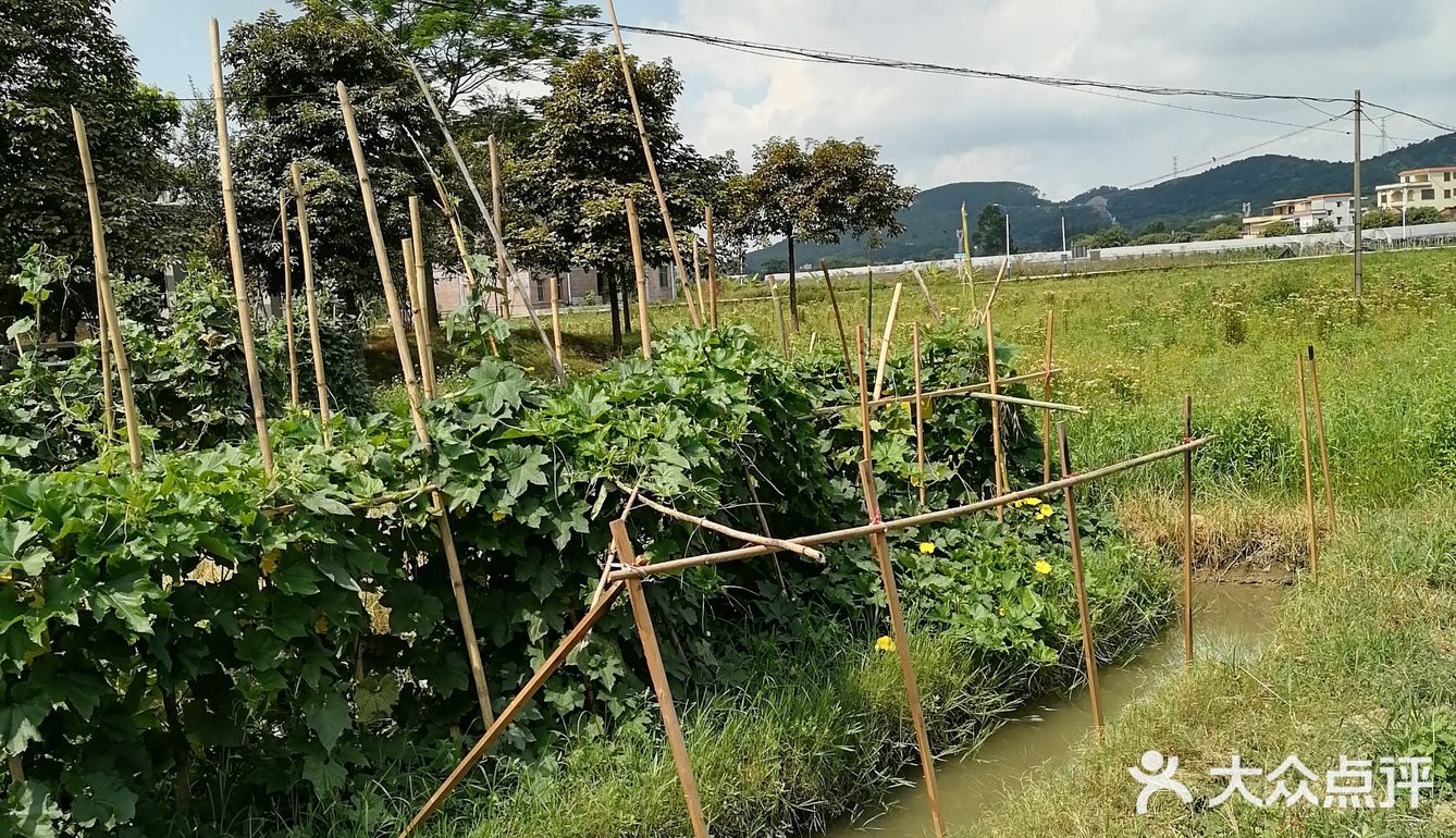 到花都炭步乡村游观后感！
