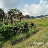 到花都炭步乡村游观后感！
