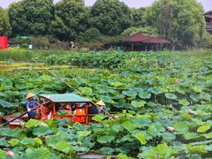 -荷塘月色湿地公园·向阳花洲