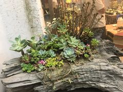 -双季花艺园艺市场(浦东店)
