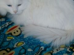 android_upload_pic-Anne猫窝咖啡屋