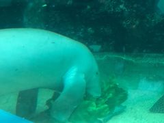 -悉尼海洋生物水族馆