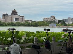 -莲花池公园