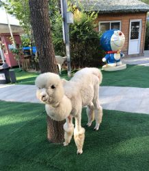 -萌宠亲子动物乐园(槐房万达店)