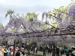 -嘉定紫藤园