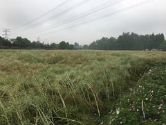 -桤木河湿地公园