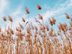 -野鸭湖国家湿地公园