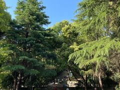 -上海佘山国家森林公园天马山园