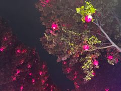 -洋湖国家湿地公园