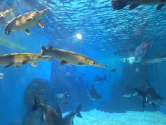 -多彩贵州城极地海洋世界