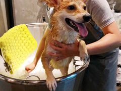 -PETKIT 小佩宠物·低压洗护·美容·寄养(安远店)