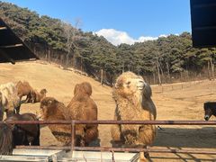 -沈阳森林动物园