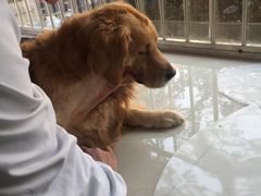 -瑞派福兴宠物医院犬猫全科·骨科·中西医结合(河东店)
