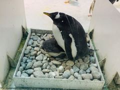 -大连圣亚海洋世界