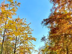 -昆山城市生态森林公园