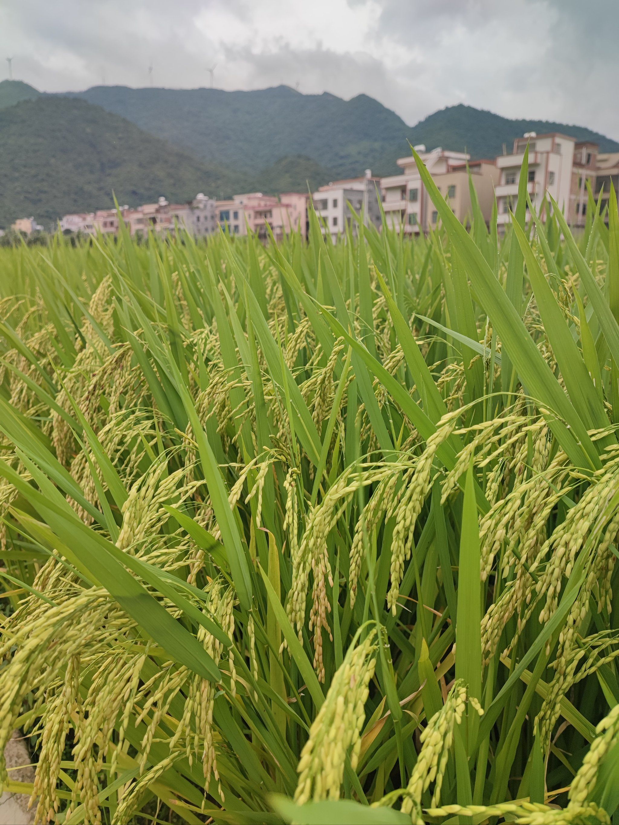 乡下快成熟的水稻