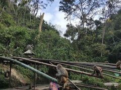 -西双版纳原始森林公园