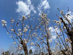 -樱桃山旅游景区