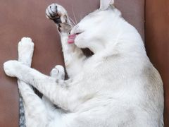 -MOCHA明星猫咖(田子坊店)