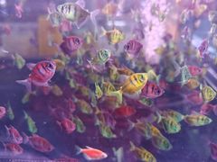 -中环花鸟鱼虫市场