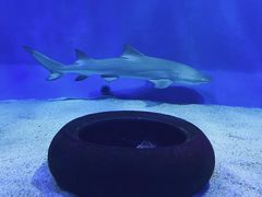 -太平洋海底世界