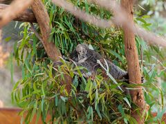 -威勒比开放式动物园