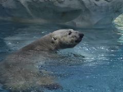 -珠海长隆海洋王国