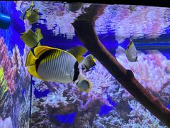 -烟台海昌鲸鲨海洋公园
