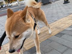 -宠颐生中康贝怡动物医院