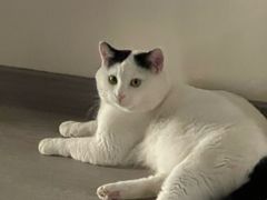 -贝康宠物医院·犬猫全科·小动物特色诊疗中心(东环路店)