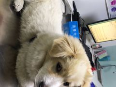 -特一安24小时宠物医院·骨科·中兽医