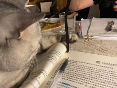 猫猫-隅cafe(傅厚岗店)
