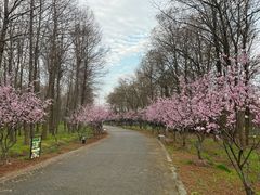 -上海海湾国家森林公园