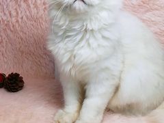 -十年猫舍·猫咪专门店(普陀店)