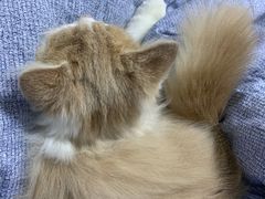-猫大福·Fortune Cat猫舍(百子湾店)