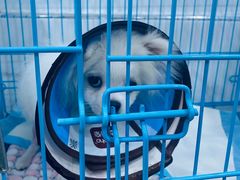 -萌兽医馆·宠物医院·猫骨科(创景店)