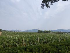 -北京张裕爱斐堡酒庄