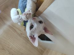 -山宅一喵德文卷毛猫舍