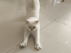 -平行世界·猫咖(首经贸店)