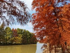 -上海海湾国家森林公园