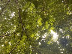 -荔香公园