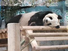 -栾川竹海野生动物园