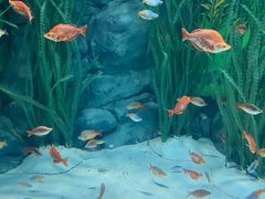 -上海海洋水族馆