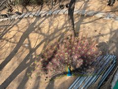 -荆州中山公园动物园