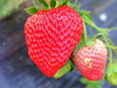 -尚田草莓姑娘白草莓采摘基地